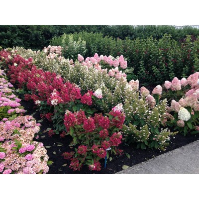 Гортензия метельчатая Мэджикал Везувио Гортензия метельчатая Мэджикал Везувио