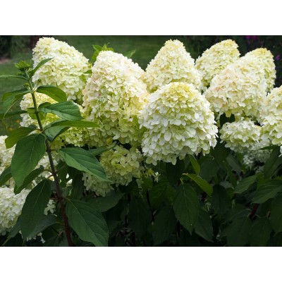 Гортензия метельчатая Мэджикал Монт Бланк Гортензия метельчатая Мэджикал Монт Бланк