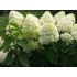 Гортензия метельчатая Мэджикал Монт Бланк Гортензия метельчатая Мэджикал Монт Бланк