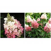 Гортензия метельчатая Мэджикал Везувио