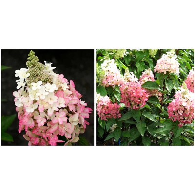 Гортензия метельчатая Мэджикал Везувио Гортензия метельчатая Мэджикал Везувио