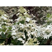 Гортензия метельчатая Мэджикал Старлайт