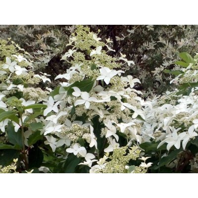 Гортензия метельчатая Мэджикал Старлайт Гортензия метельчатая Мэджикал Старлайт