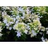 Гортензия метельчатая Мэджикал Старлайт Гортензия метельчатая Мэджикал Старлайт
