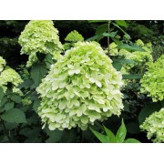 Гортензия метельчатая Моджито