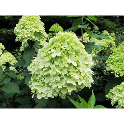 Гортензия метельчатая Моджито Гортензия метельчатая Моджито