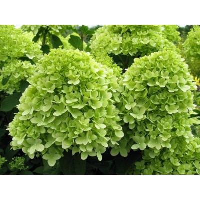 Гортензия метельчатая Моджито Гортензия метельчатая Моджито