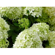 Гортензия метельчатая Пандора