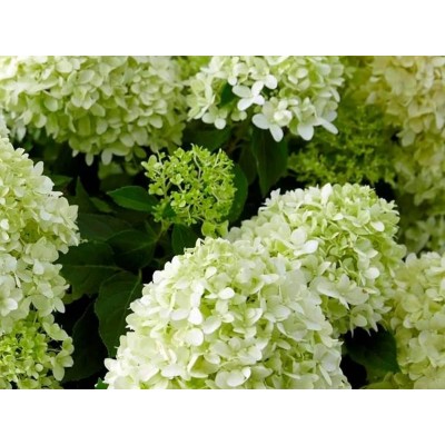 Гортензия метельчатая Пандора Гортензия метельчатая Пандора