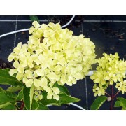 Гортензия метельчатая Перл де Фестиваль - Жемчужина Фестиваля