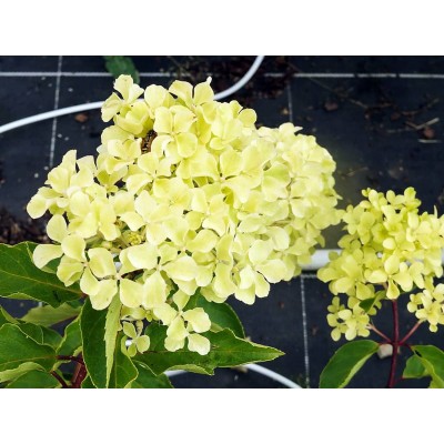 Гортензия метельчатая Перл де Фестиваль - Жемчужина Фестиваля Гортензия метельчатая Перл де Фестиваль - Жемчужина Фестиваля