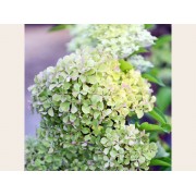 Гортензия метельчатая Перл де Фестиваль - Жемчужина Фестиваля