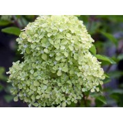 Гортензия метельчатая Перл де Фестиваль - Жемчужина Фестиваля