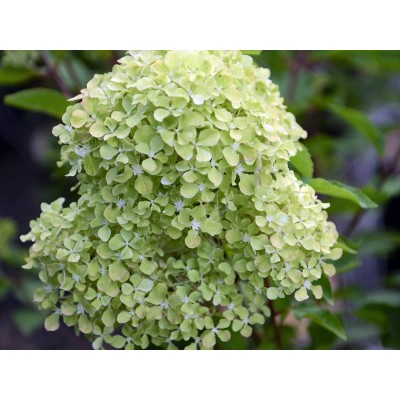 Гортензия метельчатая Перл де Фестиваль - Жемчужина Фестиваля Гортензия метельчатая Перл де Фестиваль - Жемчужина Фестиваля