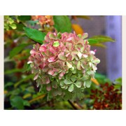 Гортензия метельчатая Перл де Фестиваль - Жемчужина Фестиваля