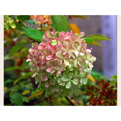 Гортензия метельчатая Перл де Фестиваль - Жемчужина Фестиваля Гортензия метельчатая Перл де Фестиваль - Жемчужина Фестиваля