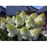 Гортензия метельчатая Полар Бэар - Полярный медведь