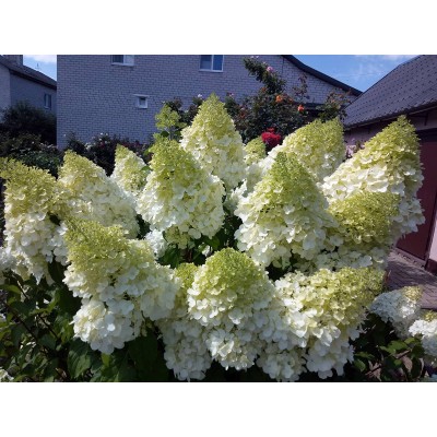 Гортензия метельчатая Полар Бэар - Полярный медведь Гортензия метельчатая Полар Бэар - Полярный медведь