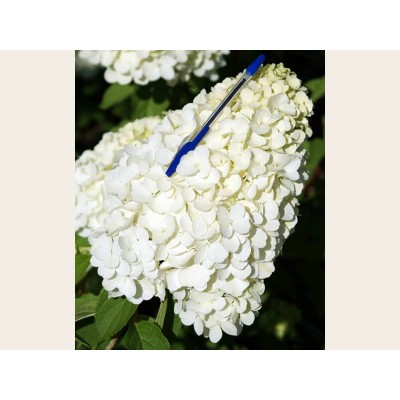 Гортензия метельчатая Полар Бэар - Полярный медведь Гортензия метельчатая Полар Бэар - Полярный медведь