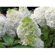 Гортензия метельчатая Полар Бэар - Полярный медведь
