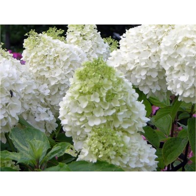 Гортензия метельчатая Полар Бэар - Полярный медведь Гортензия метельчатая Полар Бэар - Полярный медведь