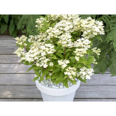 Гортензия метельчатая Поулстар Гортензия метельчатая Поулстар