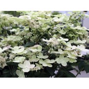 Гортензия метельчатая Поулстар