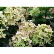 Гортензия метельчатая Ренколор - Пастель Грин