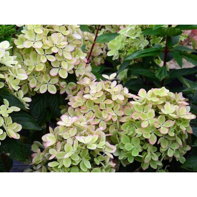 Гортензия метельчатая Ренколор - Пастель Грин Гортензия метельчатая Ренколор - Пастель Грин