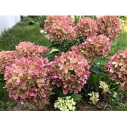 Гортензия метельчатая Ренколор - Пастель Грин