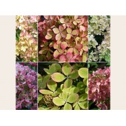 Гортензия метельчатая Ренколор - Пастель Грин