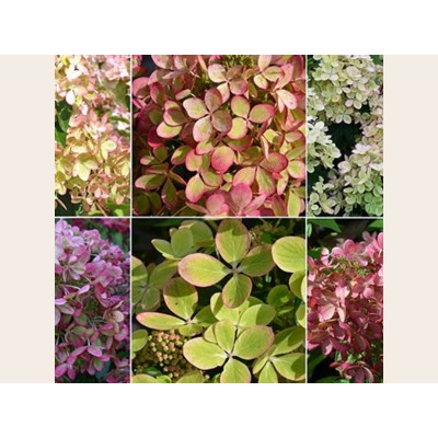 Гортензия метельчатая Ренколор - Пастель Грин Гортензия метельчатая Ренколор - Пастель Грин