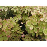 Гортензия метельчатая Ренколор - Пастель Грин