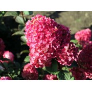 Гортензия метельчатая Ренсам - Самарская Лидия