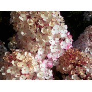 Гортензия метельчатая Ренсам - Самарская Лидия