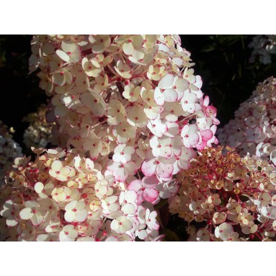 Гортензия метельчатая Ренсам - Самарская Лидия Гортензия метельчатая Ренсам - Самарская Лидия