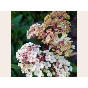 Гортензия метельчатая Ренсам - Самарская Лидия