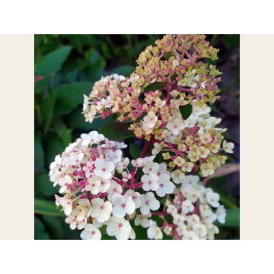 Гортензия метельчатая Ренсам - Самарская Лидия Гортензия метельчатая Ренсам - Самарская Лидия