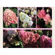 Гортензия метельчатая Ренсам - Самарская Лидия