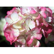 Гортензия метельчатая Ренсам - Самарская Лидия