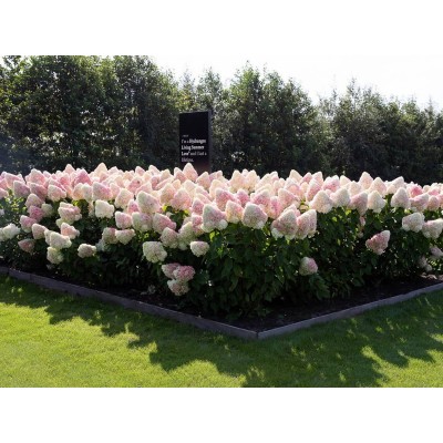 Гортензия метельчатая Саммер Лав Гортензия метельчатая Саммер Лав