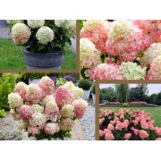 Гортензия метельчатая Саммер Лав