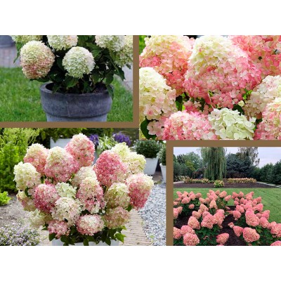 Гортензия метельчатая Саммер Лав Гортензия метельчатая Саммер Лав