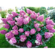 Гортензия метельчатая Сандей Фрайз