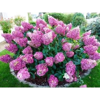 Гортензия метельчатая Сандей Фрайз Гортензия метельчатая Сандей Фрайз