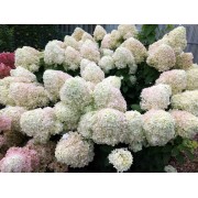 Гортензия метельчатая Шугар Раш