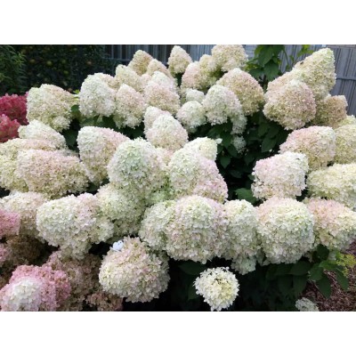 Гортензия метельчатая Шугар Раш Гортензия метельчатая Шугар Раш