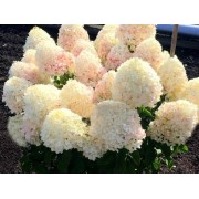 Гортензия метельчатая Шугар Раш