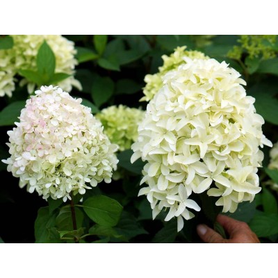 Гортензия метельчатая Скайфолл - Френне Гортензия метельчатая Скайфолл - Френне