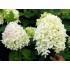 Гортензия метельчатая Скайфолл - Френне Гортензия метельчатая Скайфолл - Френне